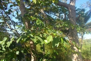<strong>Ficus tinctoria - Ramon, Laurence - 164</strong><br />© Ramon, Laurence